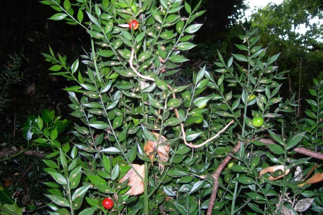 Butchers Broom berries - martin summers