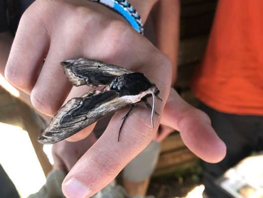 A photograph of a moth on someone's finger