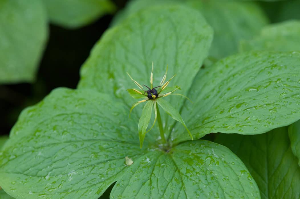 Identifying Plants of Limestone Habitats Field Studies Council