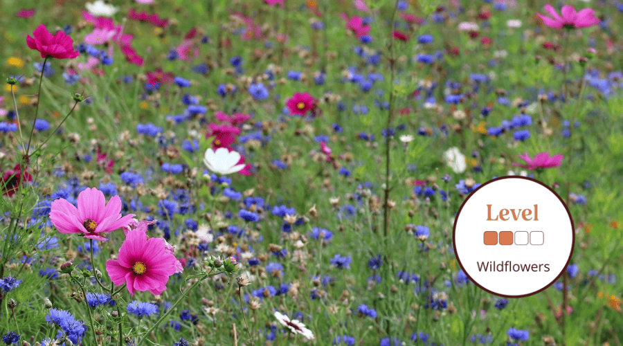 How to use a botanical key to identify wildflowers Field Studies Council