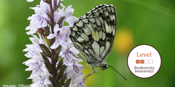 Product photo for Biodiversity Awareness course. Image shows a Marbled White Butterfly on orchid.