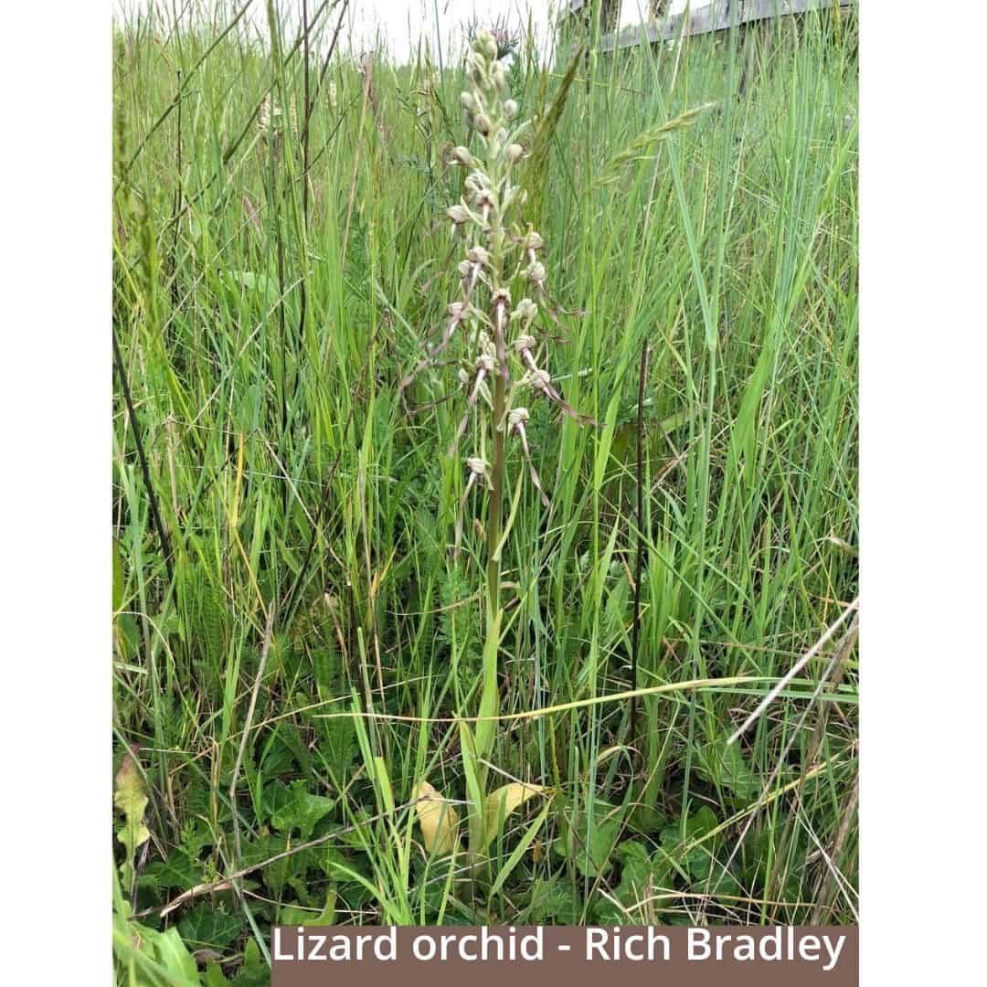 Lizard orchid - Rich Bradley