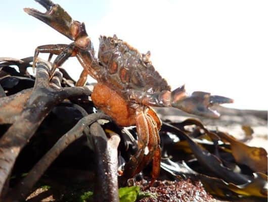 crab