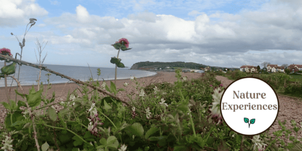 The Botany Geology and Marine Biology of West Somerset