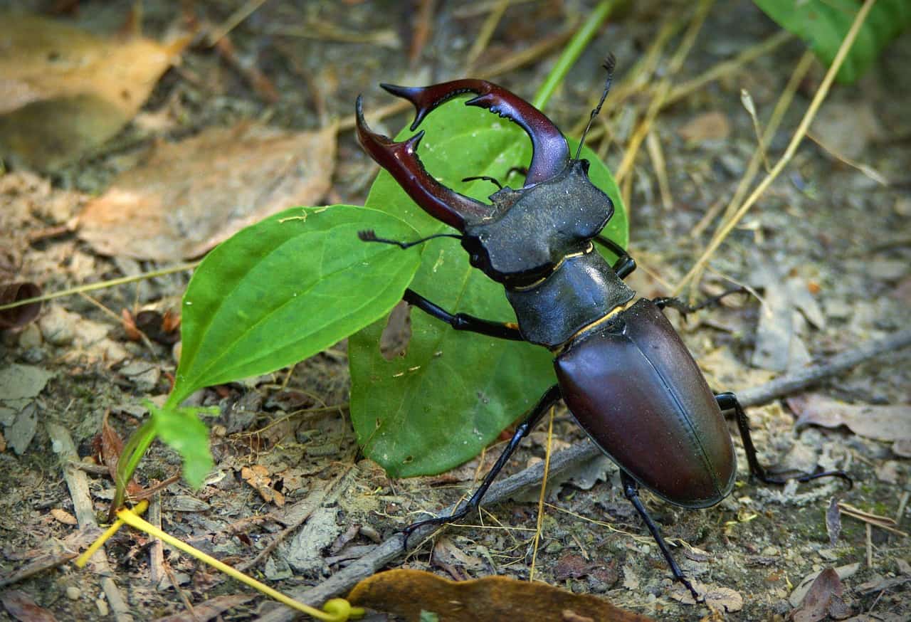Stag beetle resting on the ground
