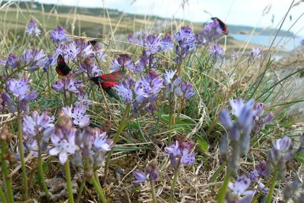 Butterflies on Devon coast - Martin Summers