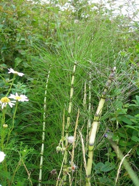 giant horsetail