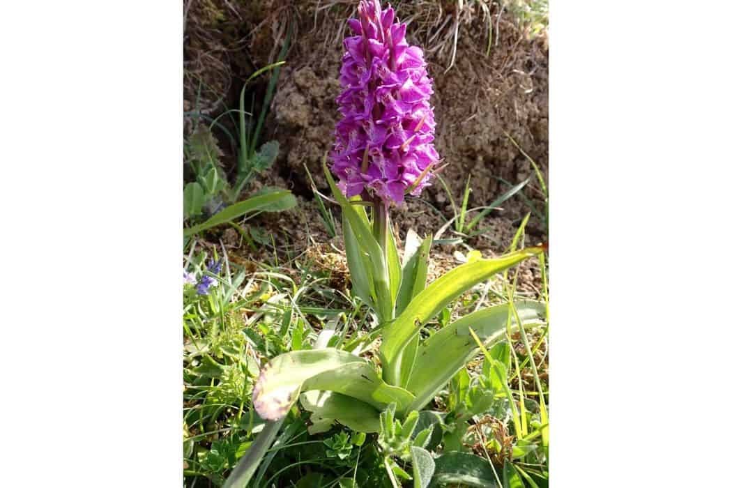 early marsh orchid