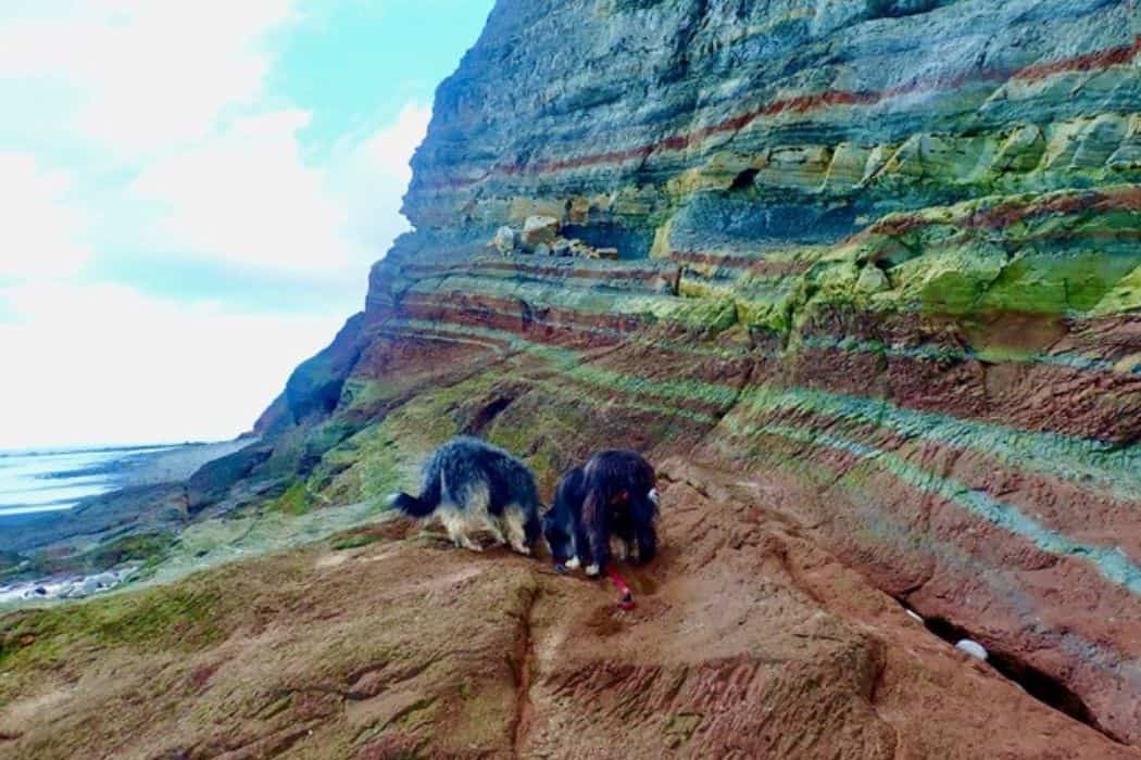 dogs and rocks