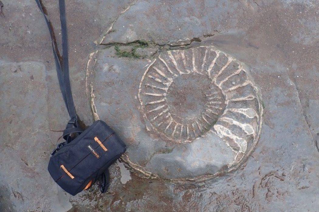fossil