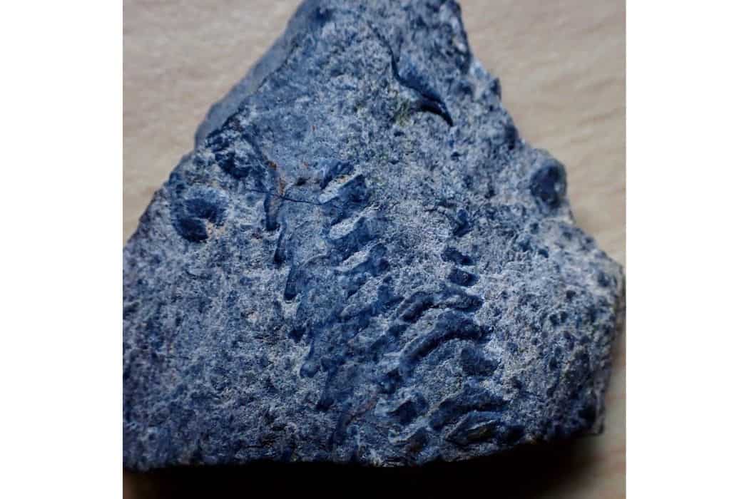 trilobite