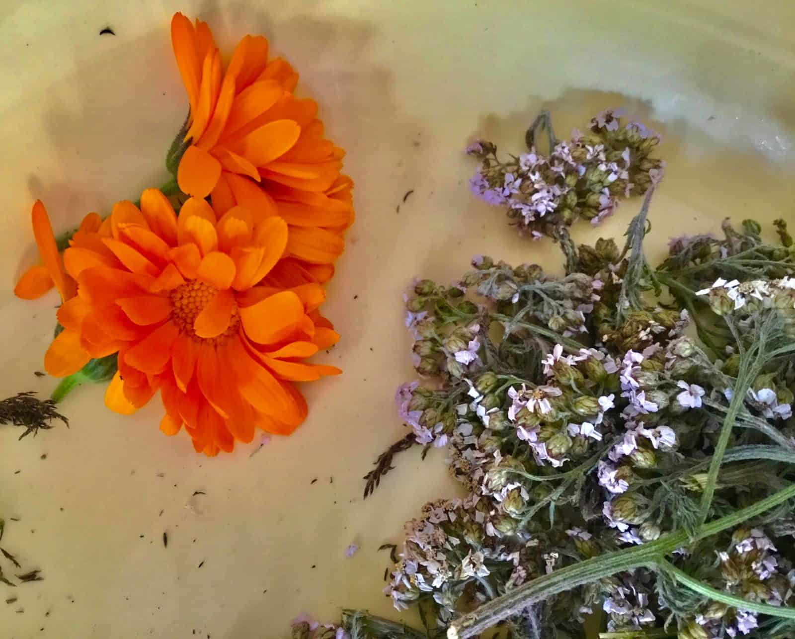 YARROW CALENDULA