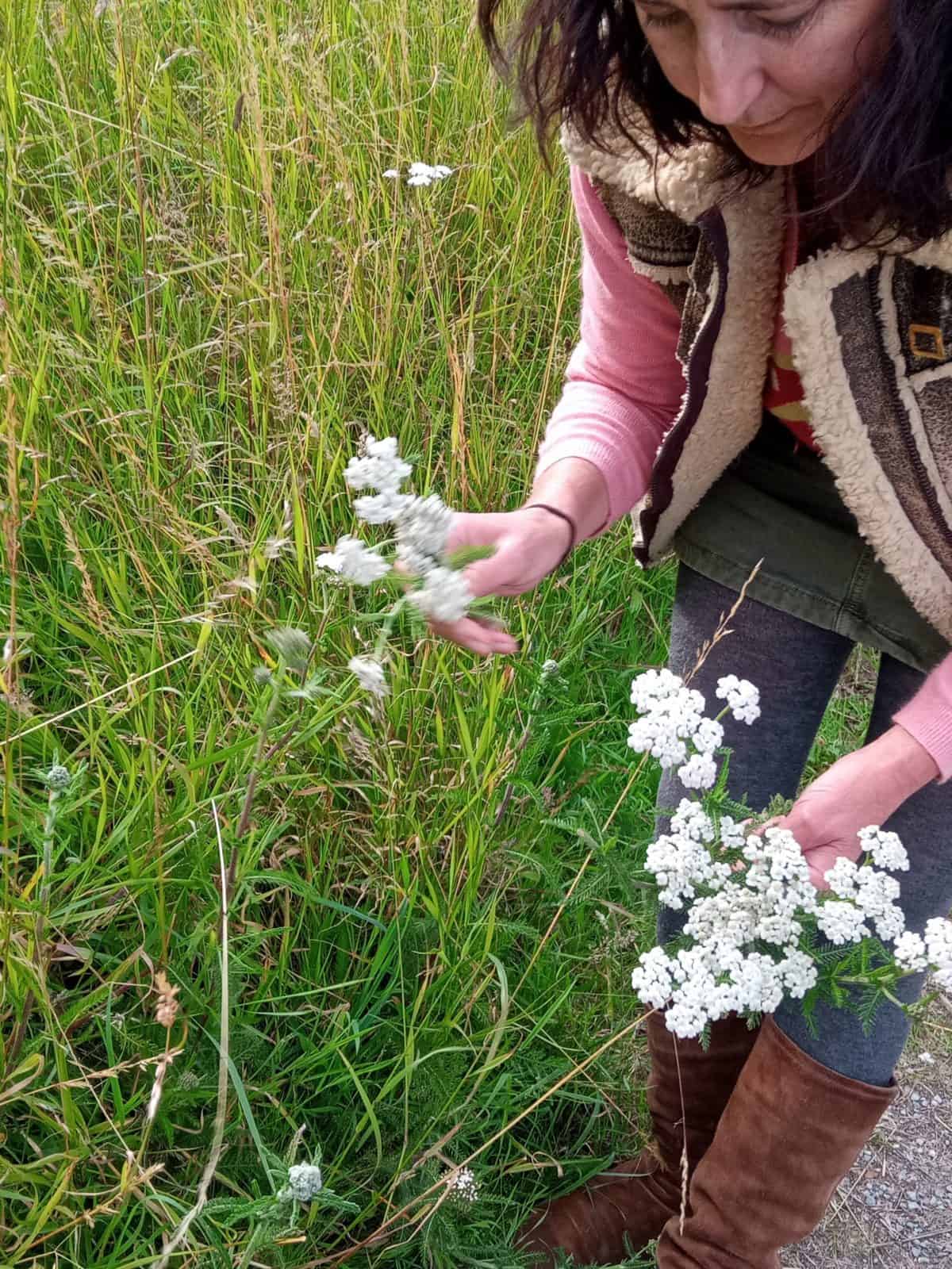foraging yarrow