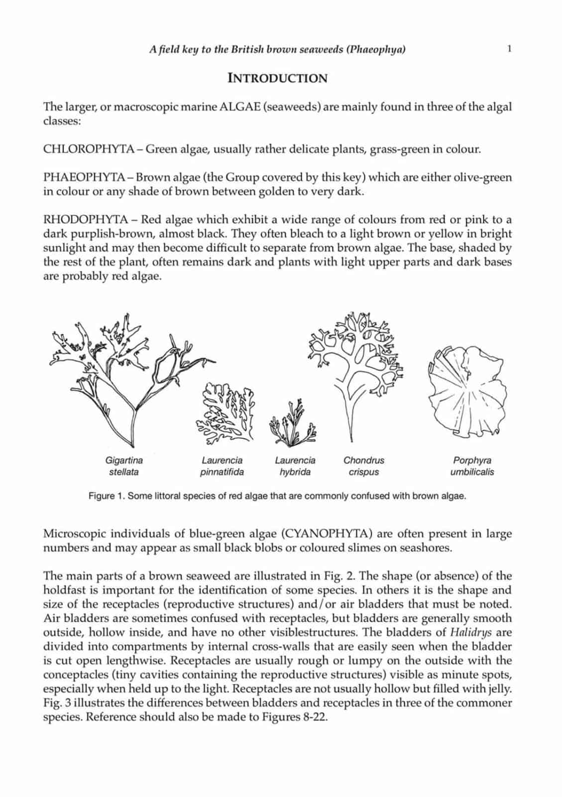 brown seaweeds