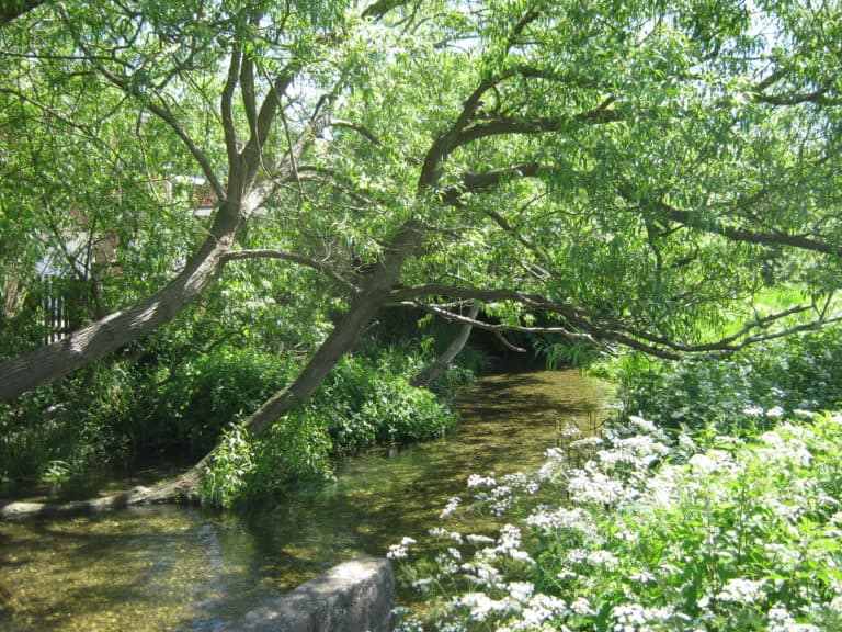 River Chess photo FSC Amersham