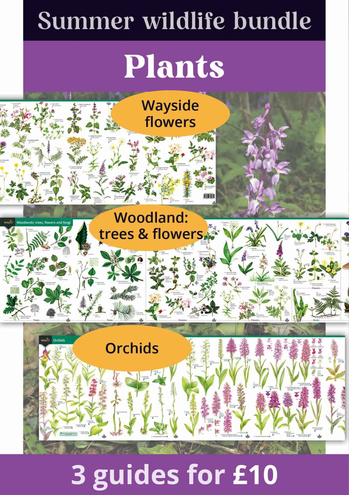 summer plants bundle