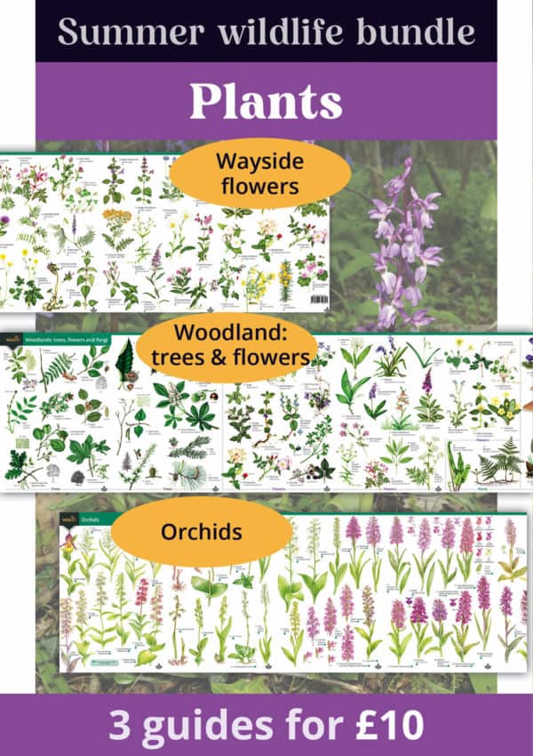summer plants bundle