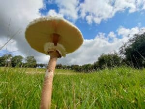 Parasol mushroom