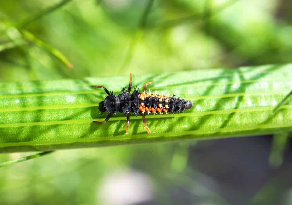 Beetle Field ID Ladybird Larvae Field Studies Council