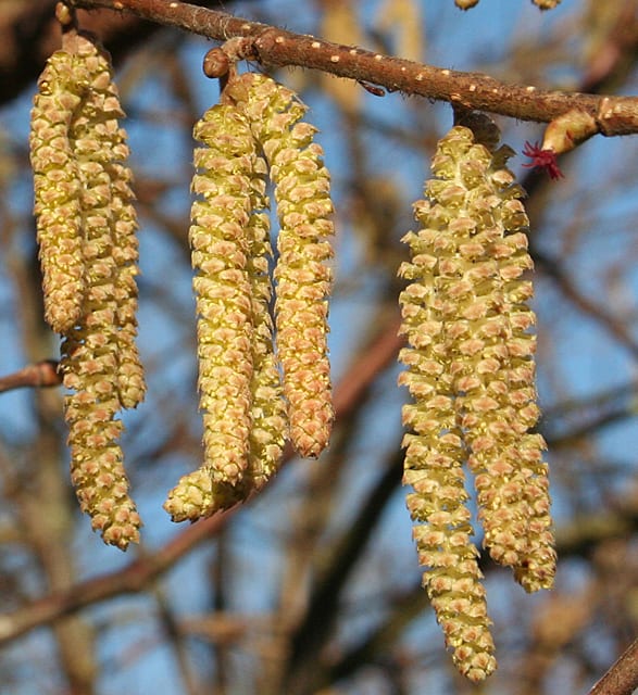 hazel catkins