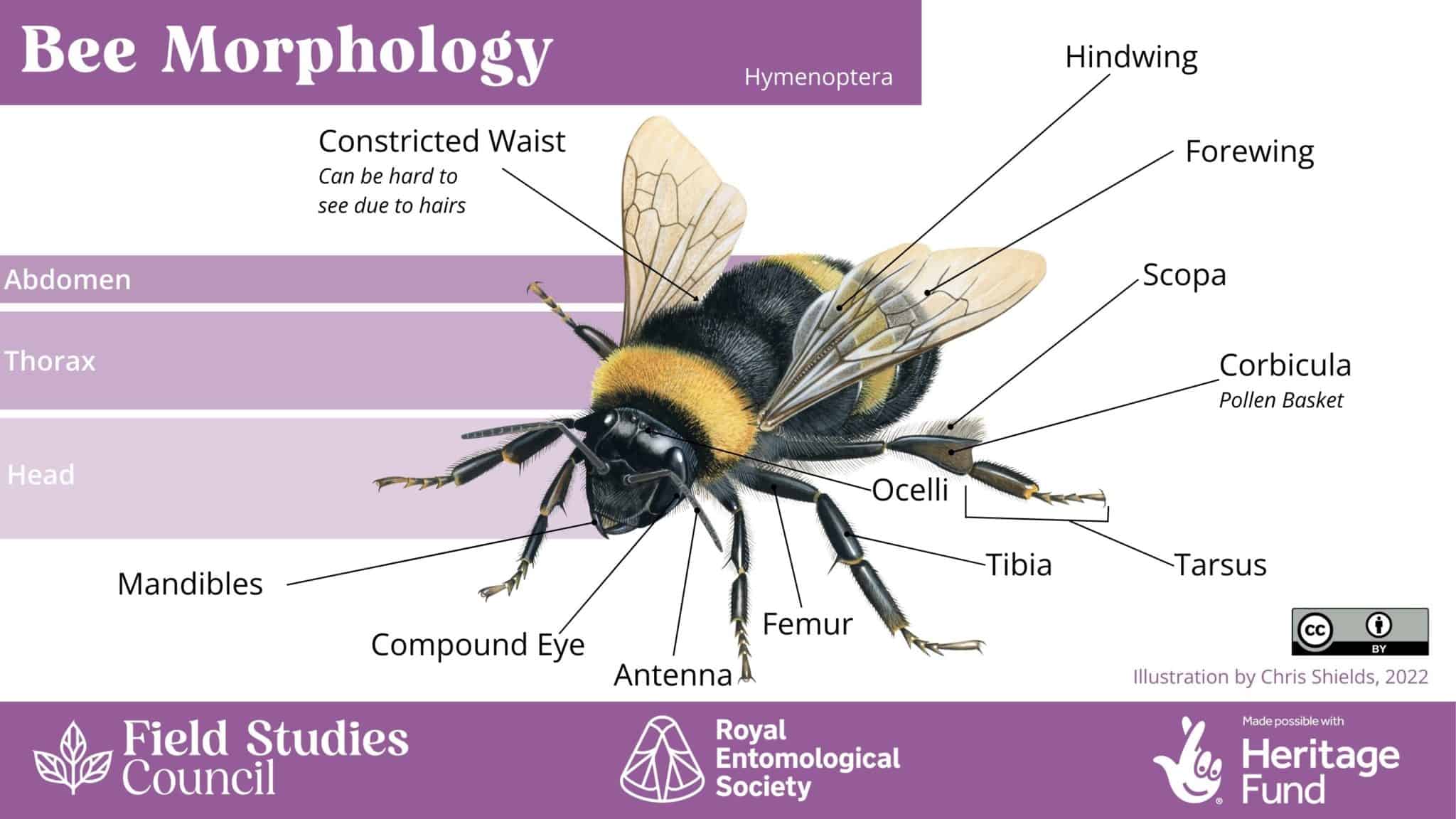Bee, beetle, or bug? An introduction to insect morphology Field