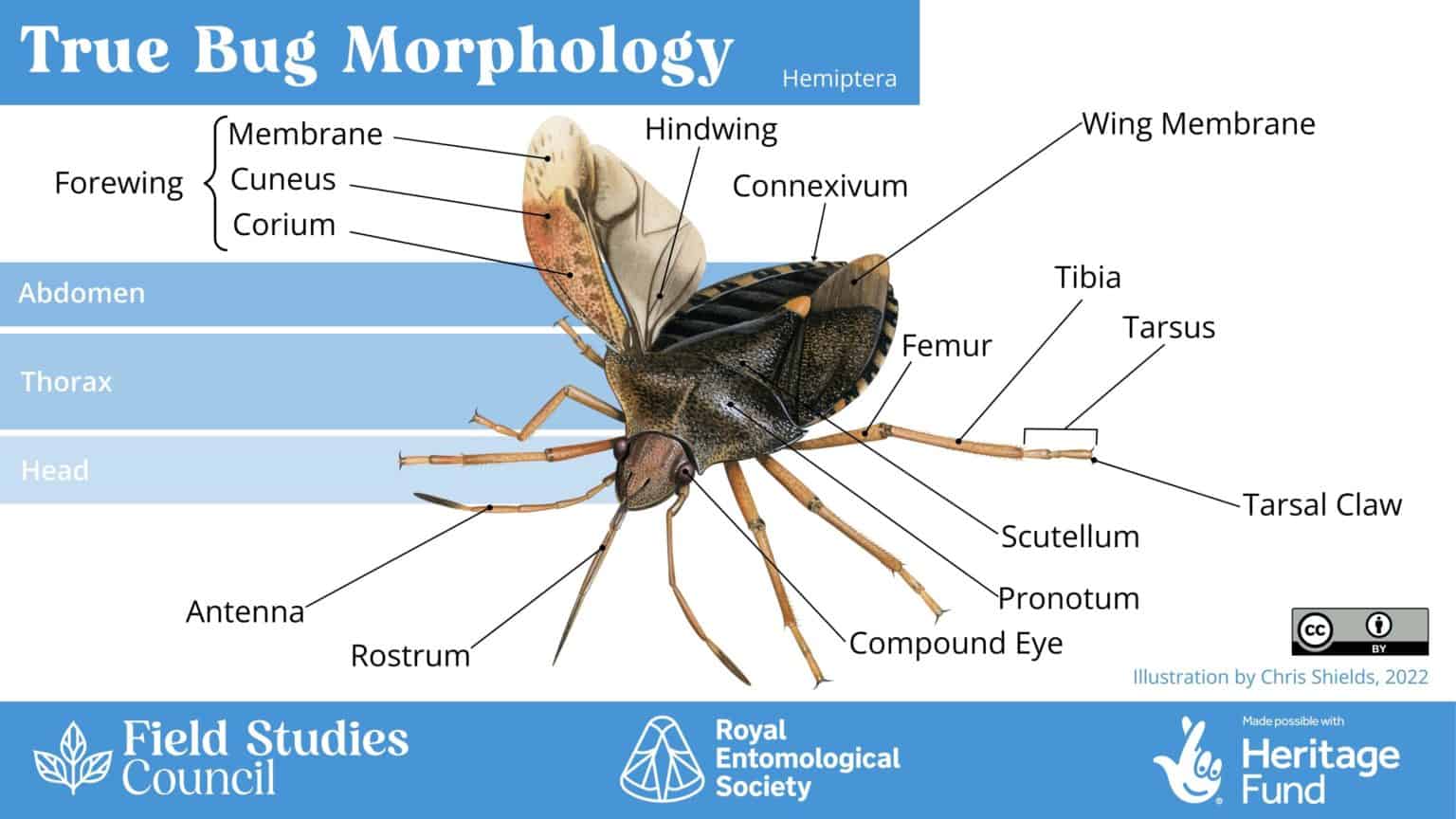 Bee, beetle, or bug? An introduction to insect morphology – Field ...