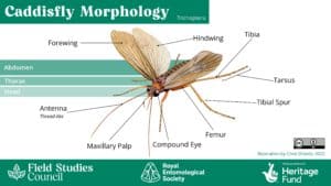 Bee, beetle, or bug? An introduction to insect morphology – Field ...