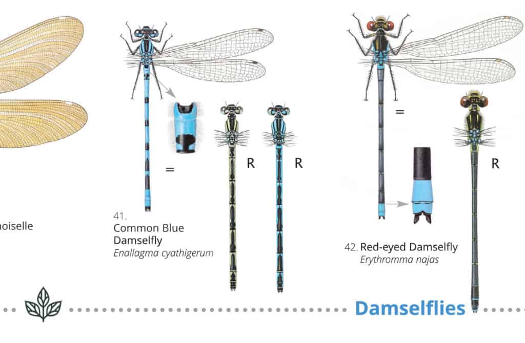 Drawing of Common blue damselfly Enallagma cyathigerum showing 2nd abdominal segment in the shape of a black ‘lollipop’ or ‘golf ball on a tee’.
