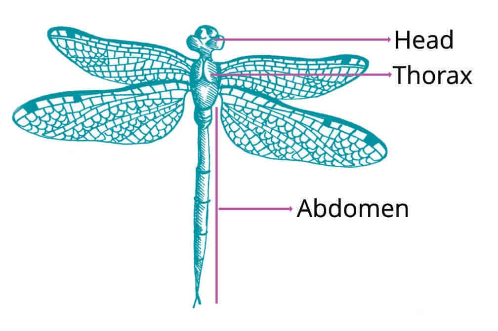 The three major body divisions of an insect, the head, the thorax and the abdomen