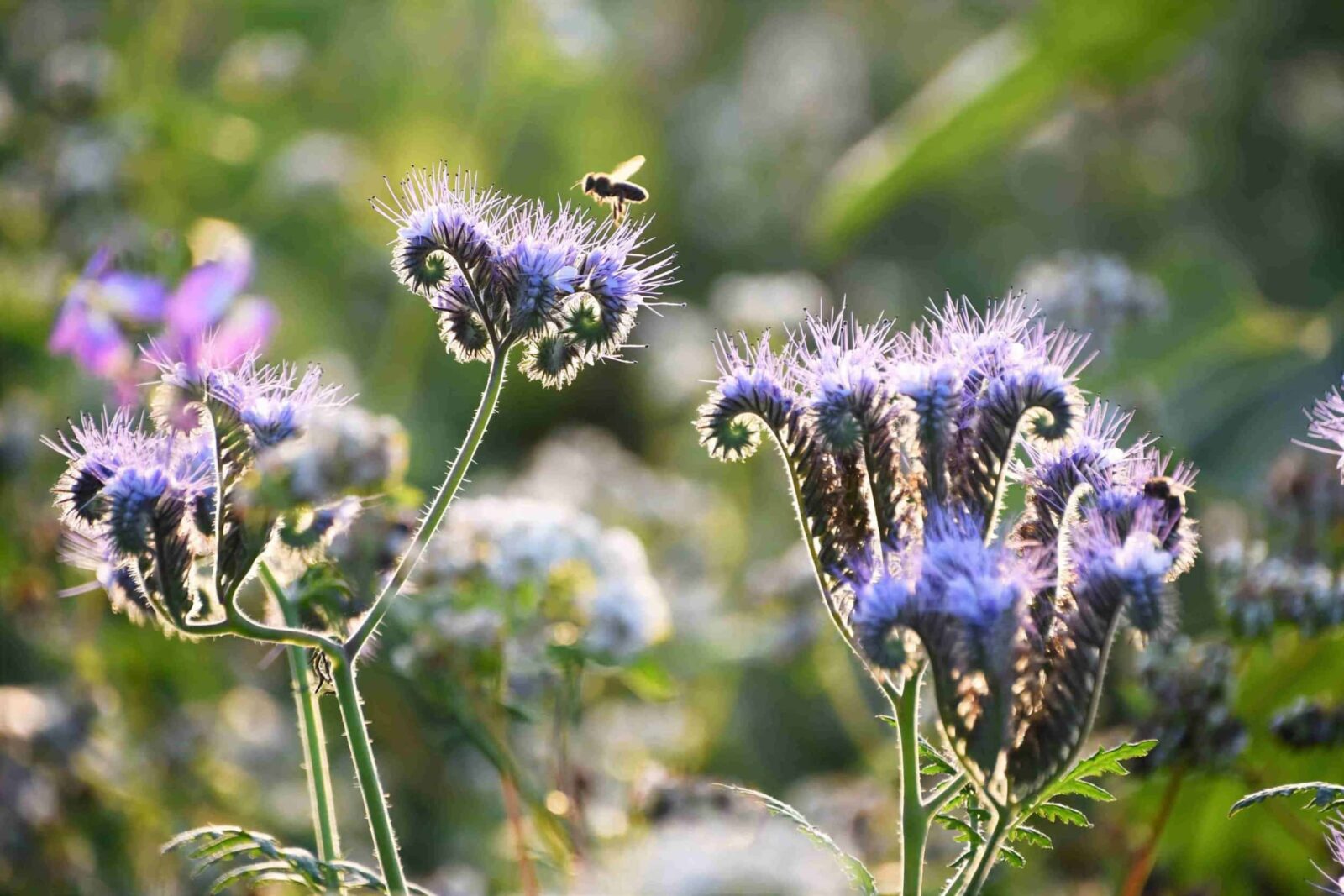 Wildflowers – Field Studies Council