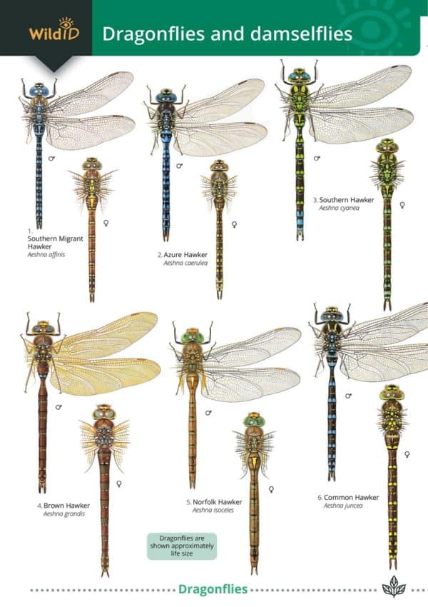 dragonflies guide