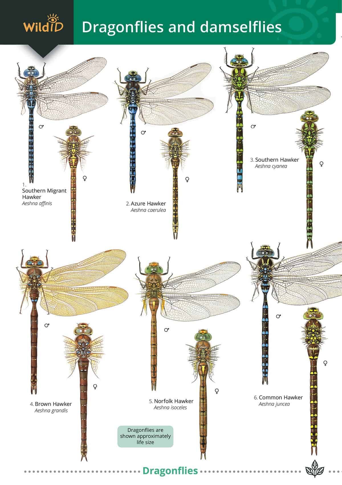 How To Identify Different Dragonfly Species