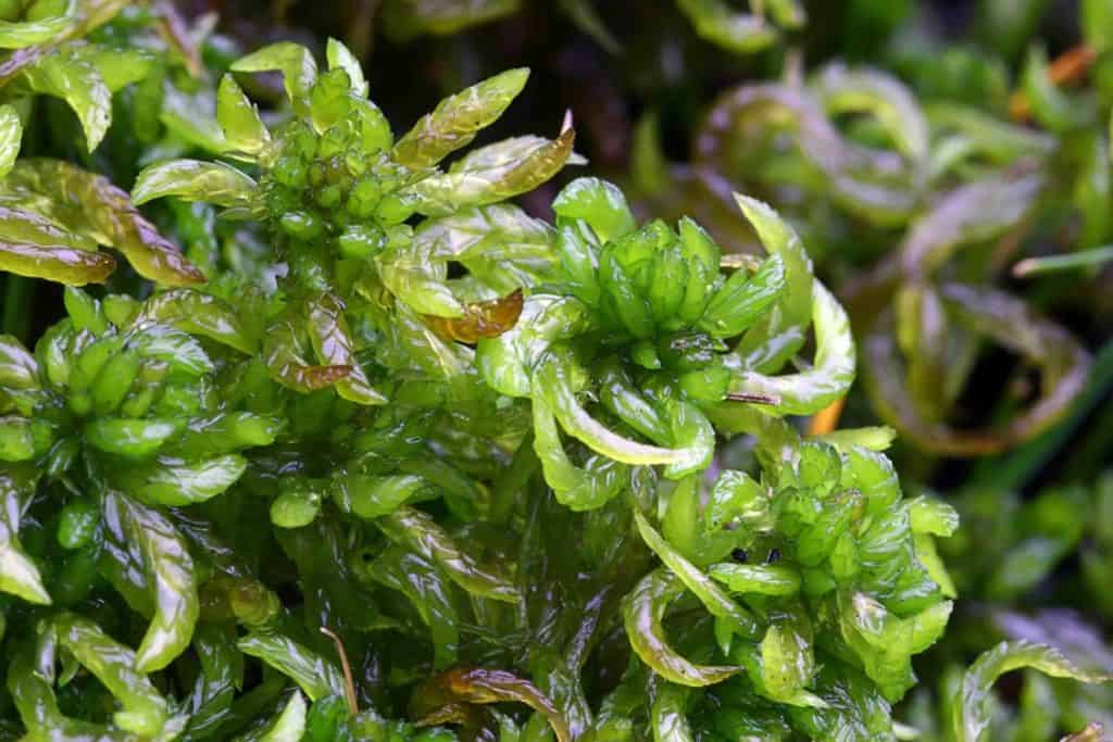 sphagnum moss - Moors for the future