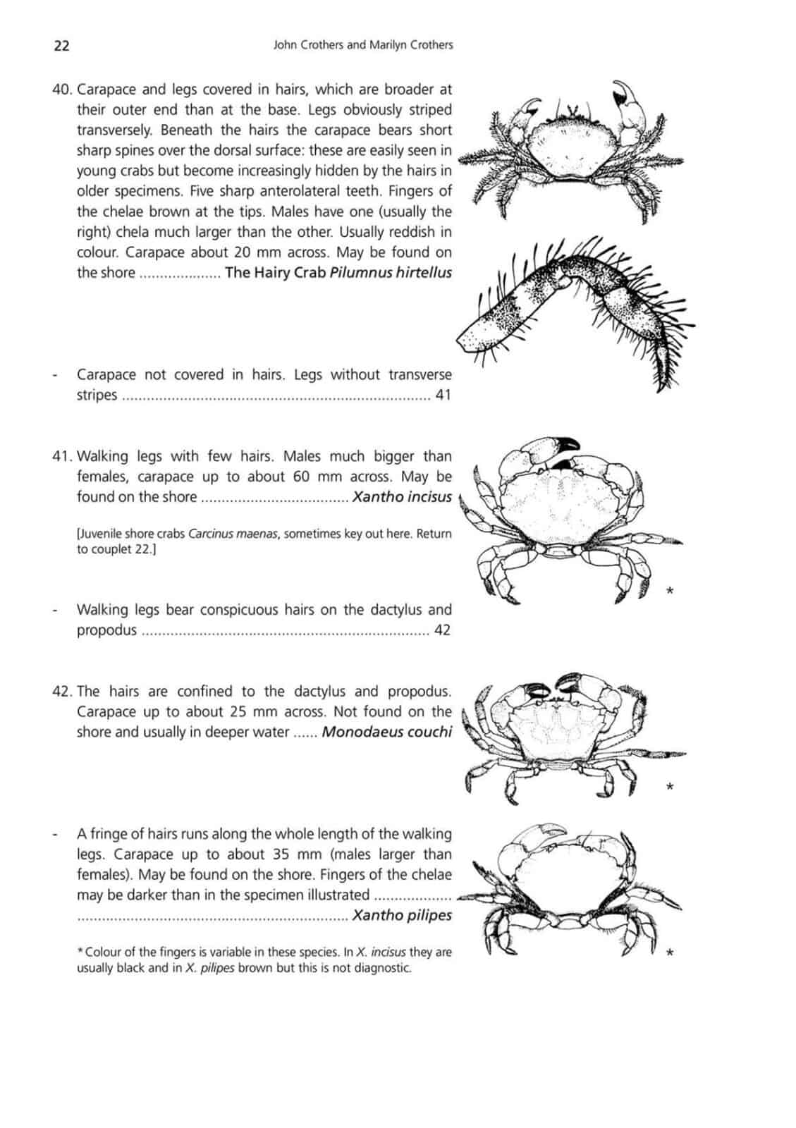 crabs