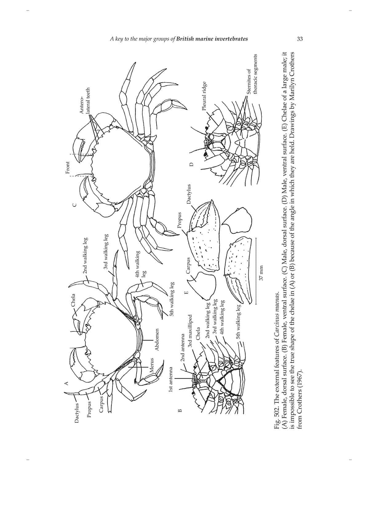 Marine invertebrates AIDGAP Field Studies Council