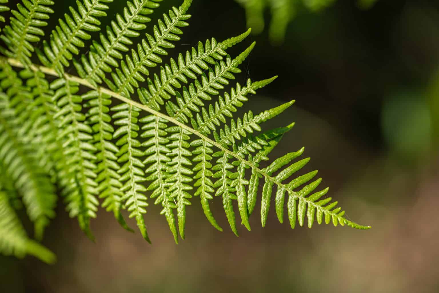 Fern Identification MMU Three Day Course
