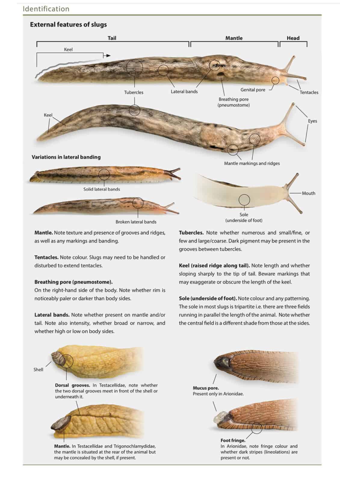 Slugs AIDGAP Paperback Identification Key Field Studies Council