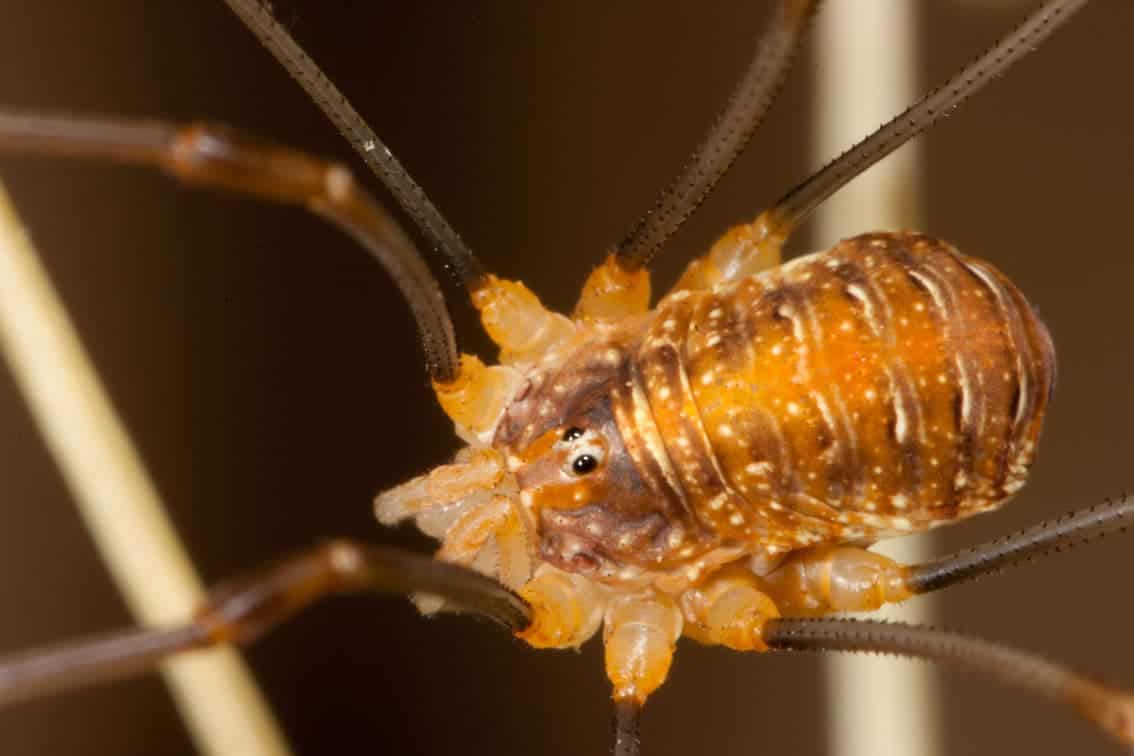 Costa Rica fieldcourse 2014 – Harvestmen