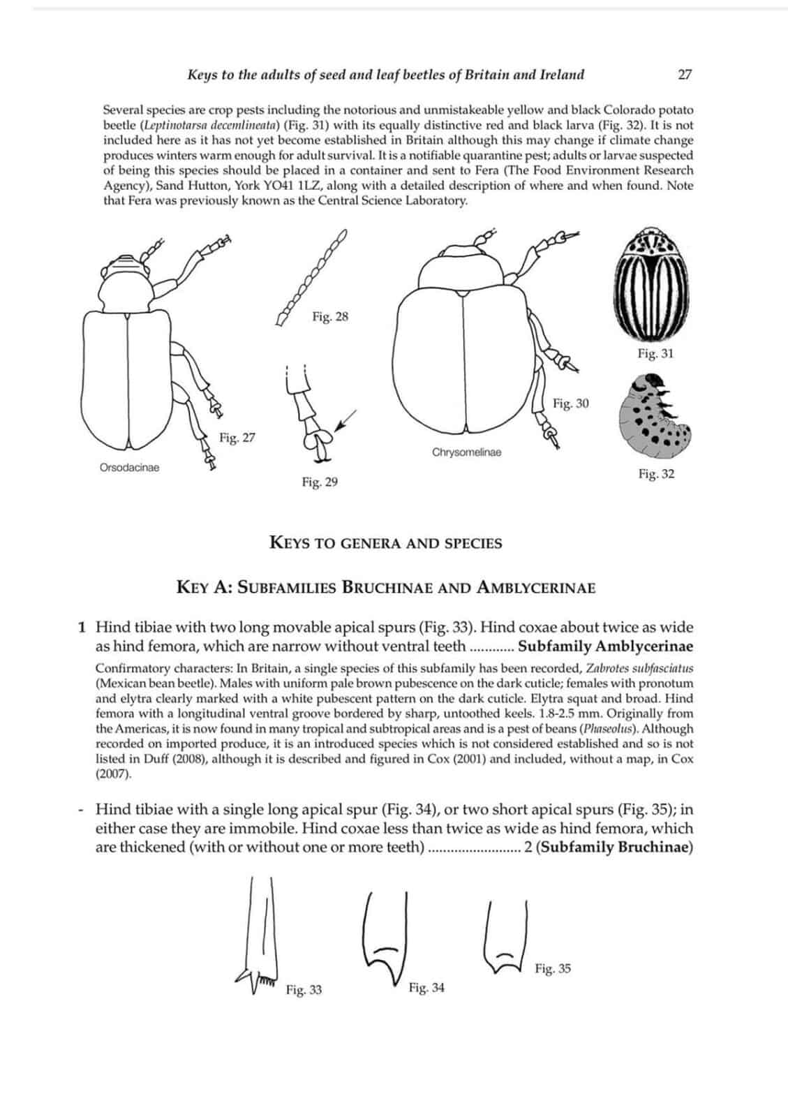 seed beetles