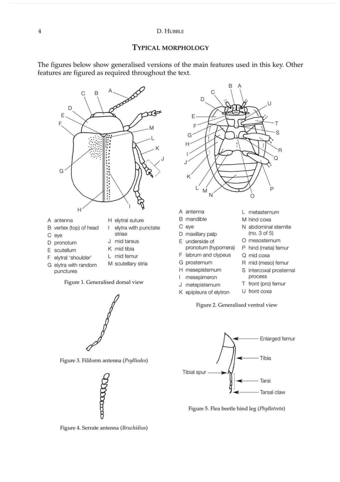 seed beetles