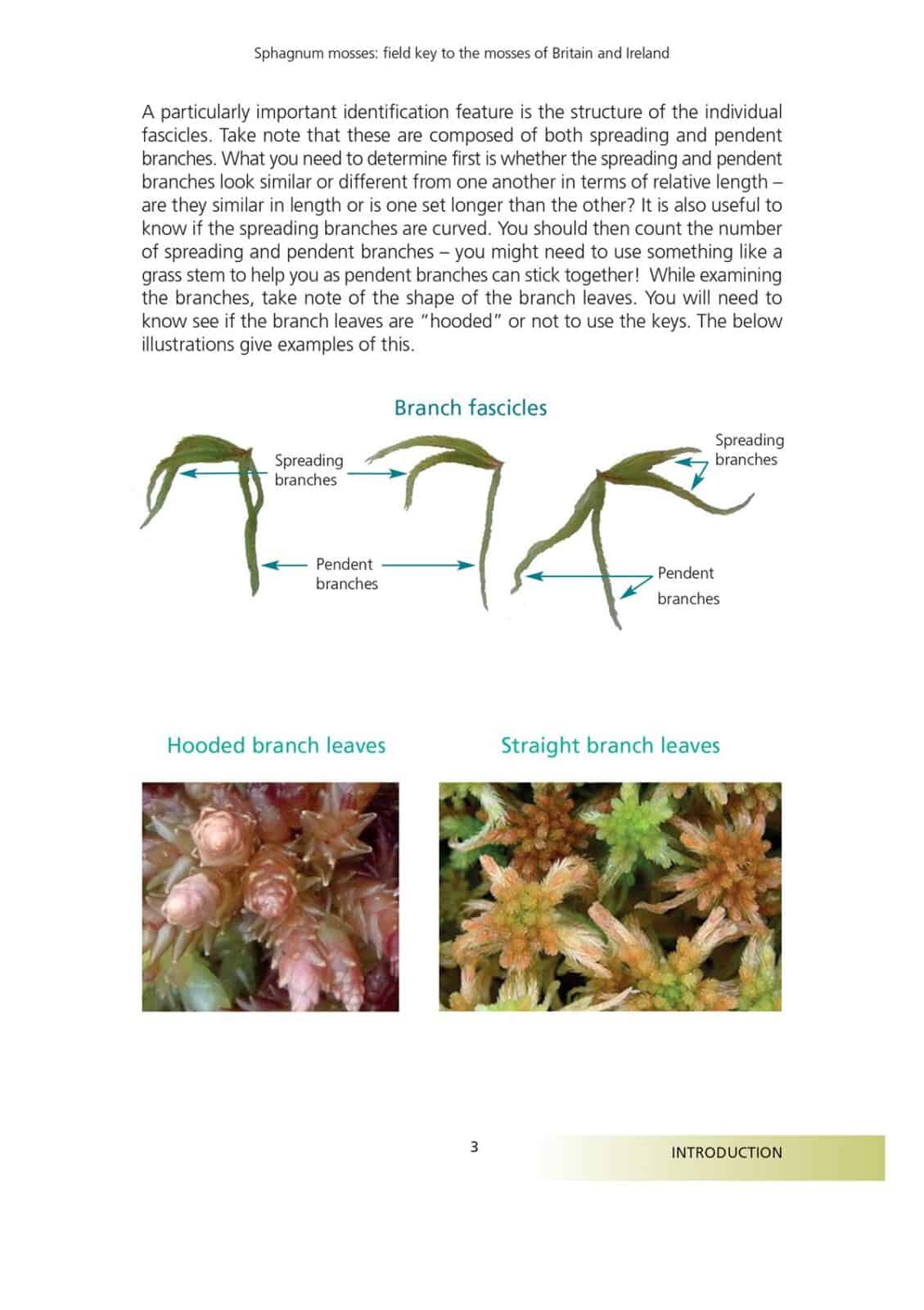 Sphagnum mosses