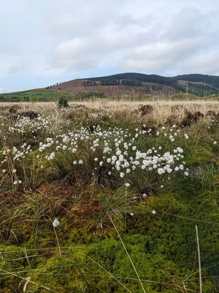 peatland restoration blog lowland bog