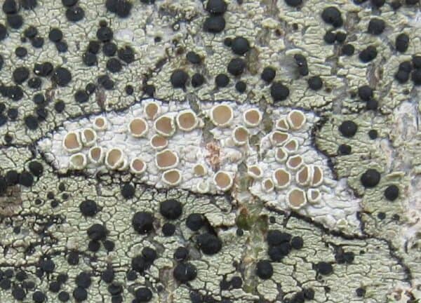Discovering Lichens - Online – Field Studies Council