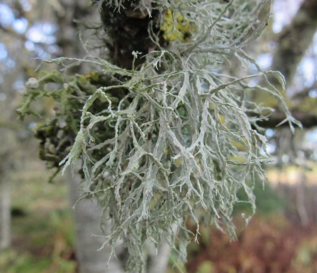 Lichen growing on a tree