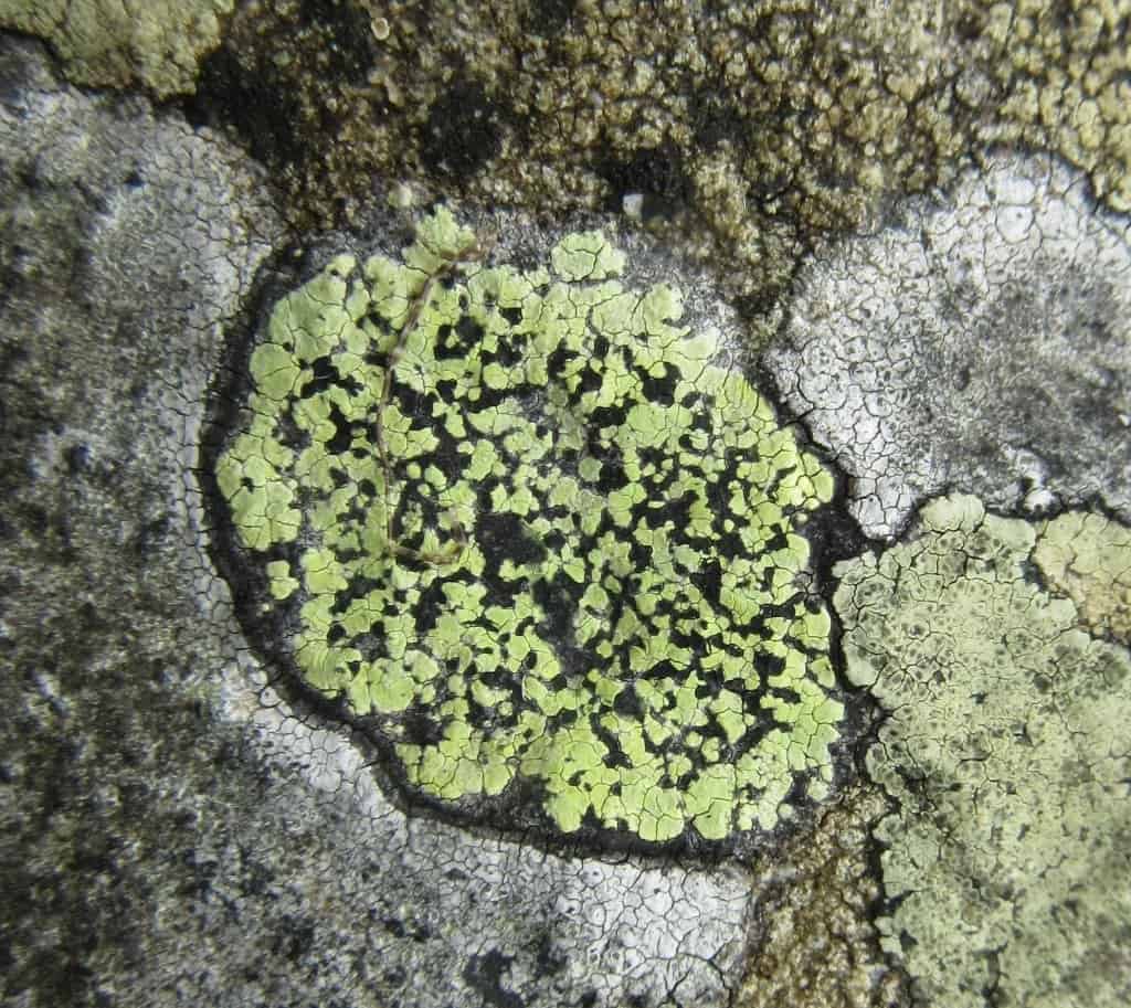 Green lichen on rock