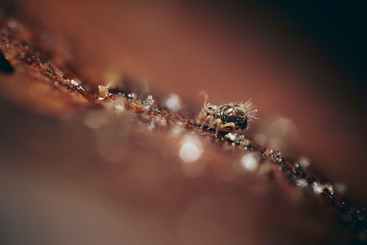 Springtail on deadwood.