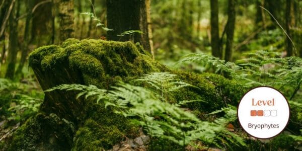 Intimate close-up of moss-covered tree trunks revealing intricate textures and vibrant green bryophyte growth creating natural forest tapestry patterns.