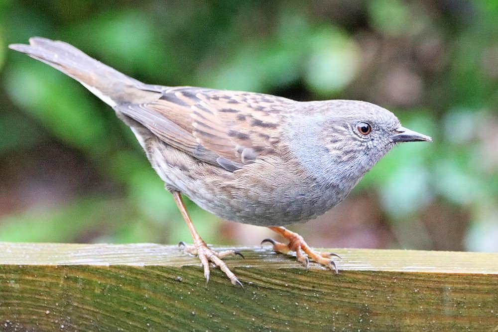 Dunnock