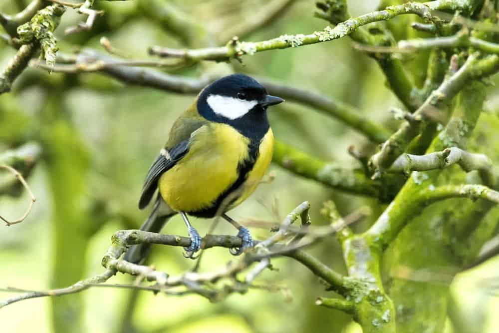 Great tit