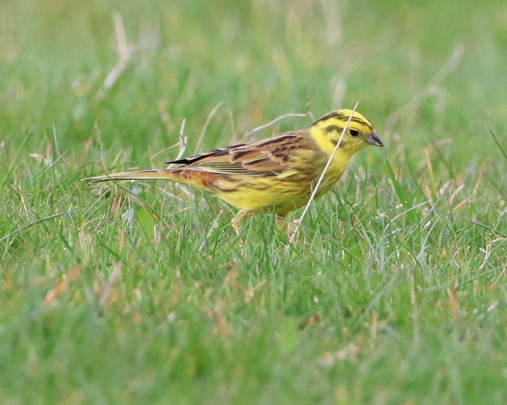 Yellowhammer